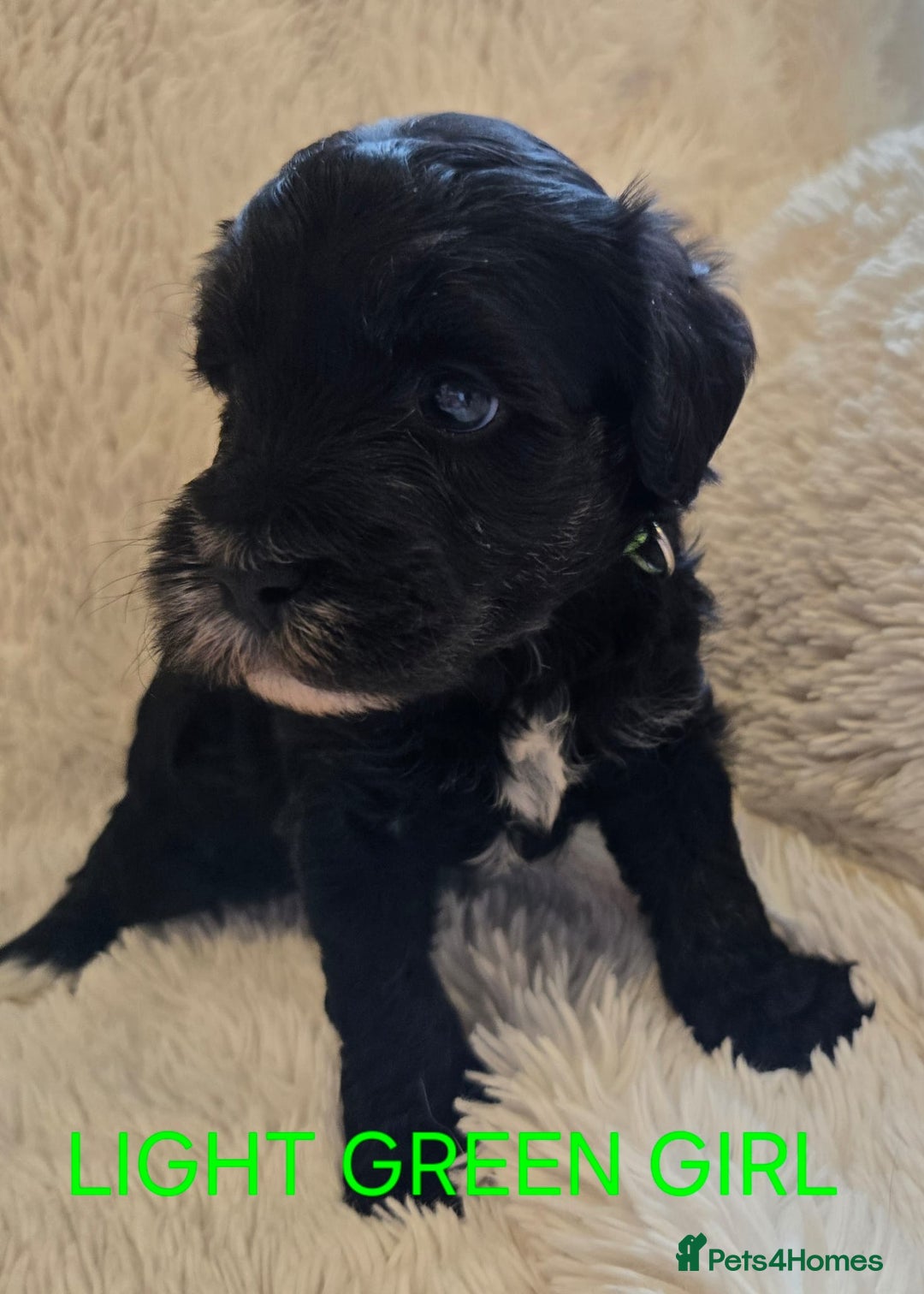 Tibetan Terrier dogs for sale: Adorable fluffy TToodle puppies  - Image 34