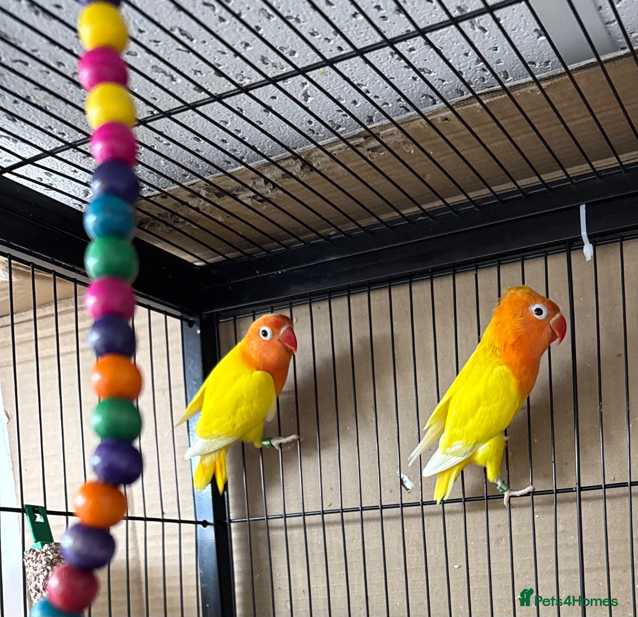 Lovebirds birds Lutino for sale - Advert 9
