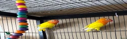 Lovebirds birds for sale: Lutino for sale - Advert 1