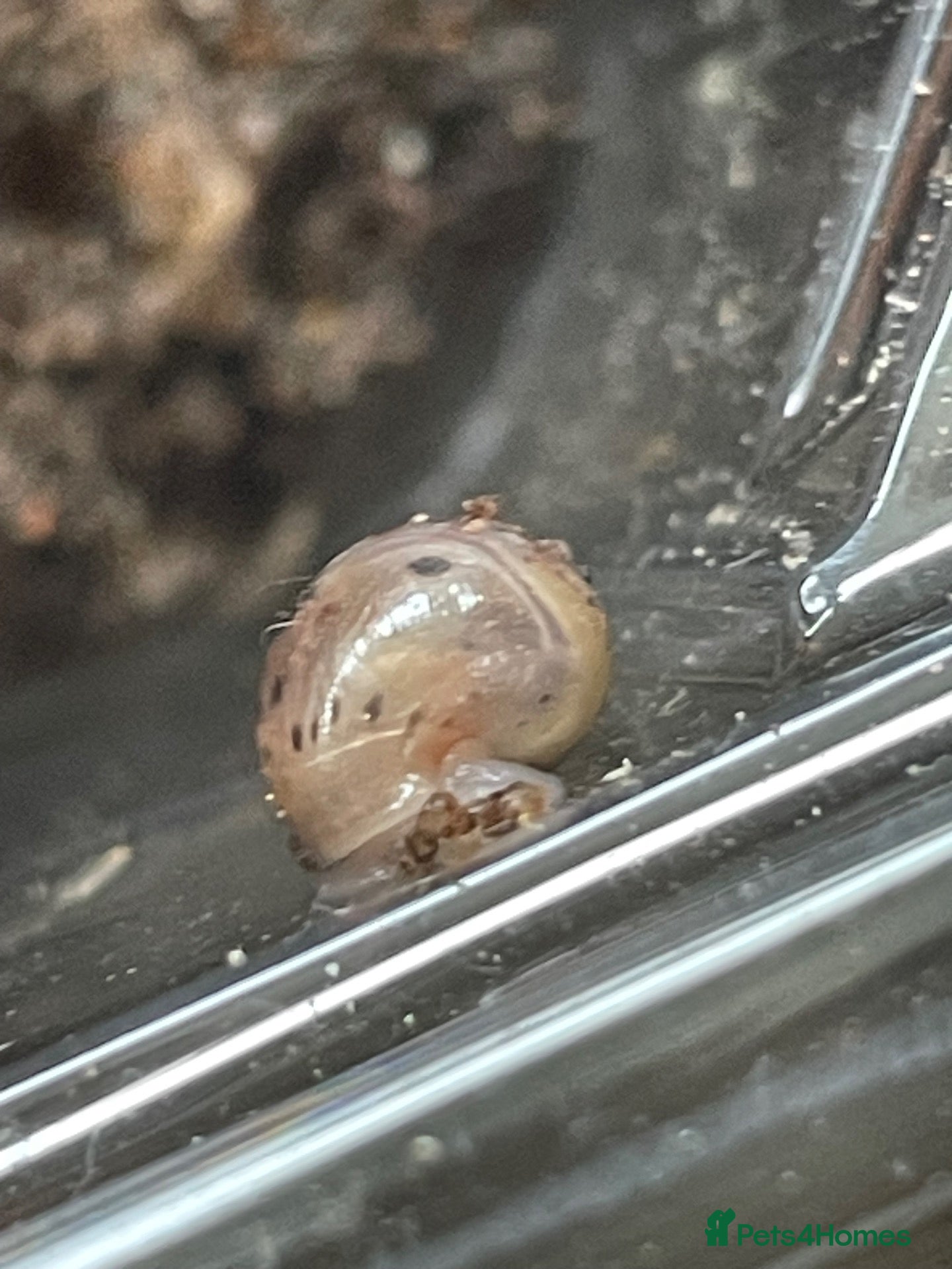 Snails invertebrates Baby Giant African Lands Snails - Advert 4