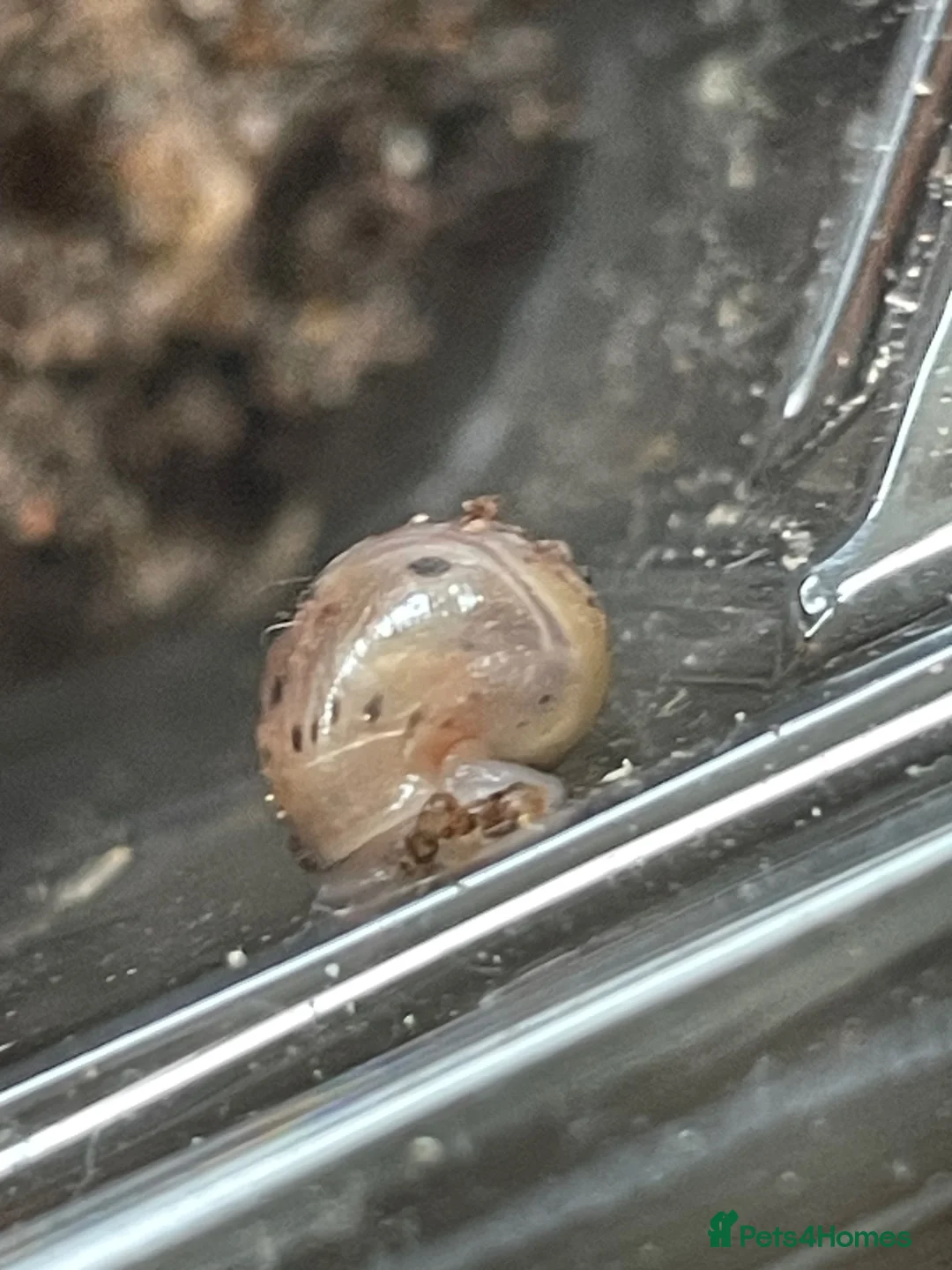 Snails invertebrates for sale: Baby Giant African Lands Snails - Advert 1