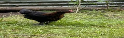 Chickens poultry for sale: CBM HYBRED COCKERALS  - Advert 3