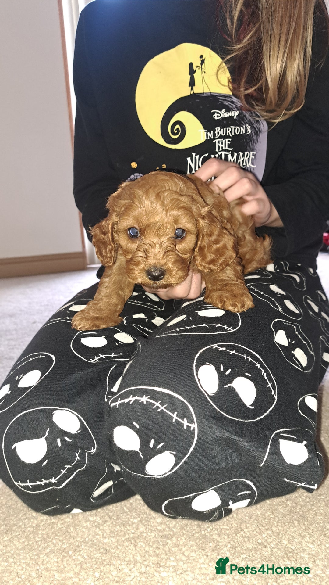 Cockapoo dogs for sale: Coockerpoo puppies  - Advert 10