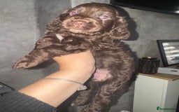 Cocker Spaniel dogs for sale: Cocker spaniels  - Image 33
