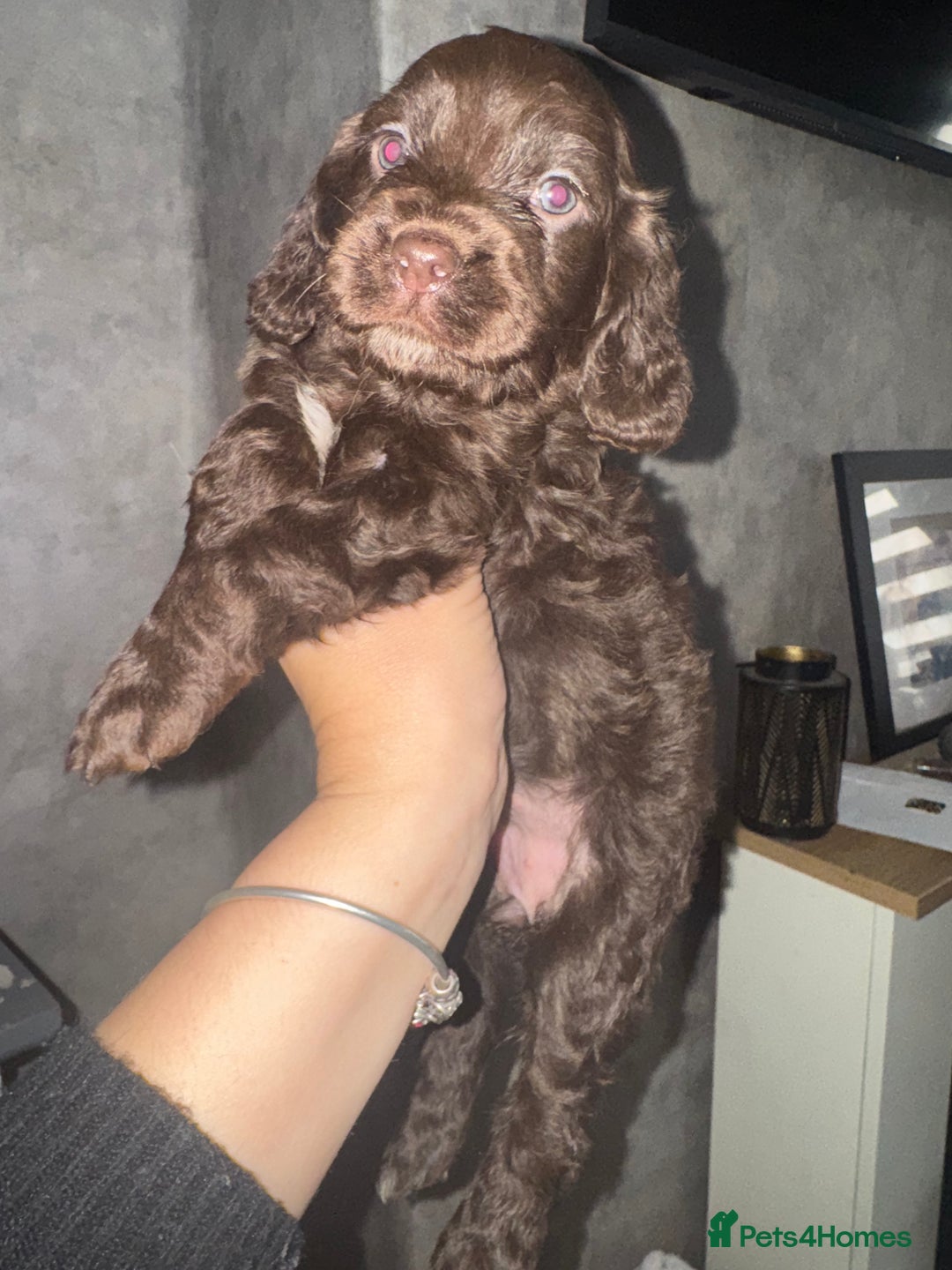 Cocker Spaniel dogs for sale: Cocker spaniels  - Image 33