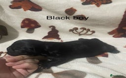 French Bulldog dogs for sale: French bulldog puppies - Image 9