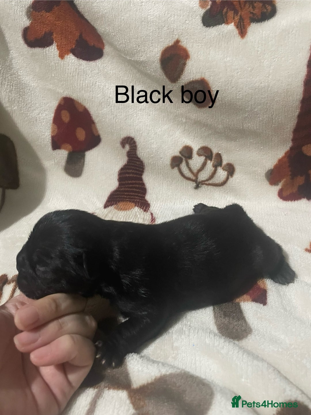French Bulldog dogs for sale: French bulldog puppies - Image 9