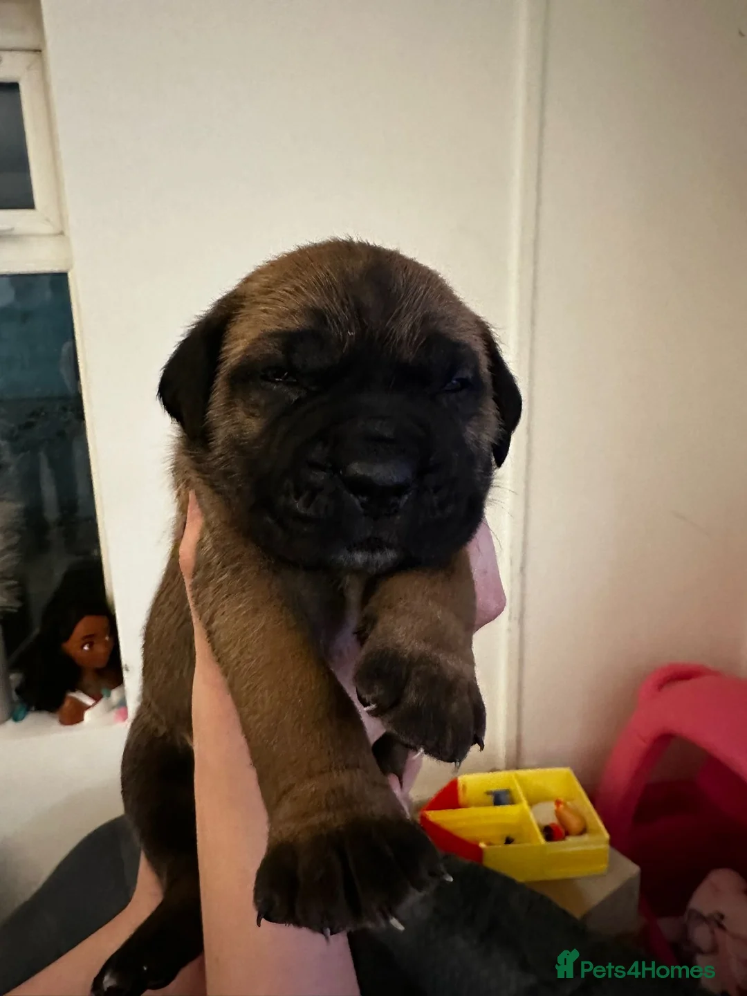 Cane Corso dogs for sale: Ready to go Thursday 2boys 1girl cane Corso pups - Advert 34
