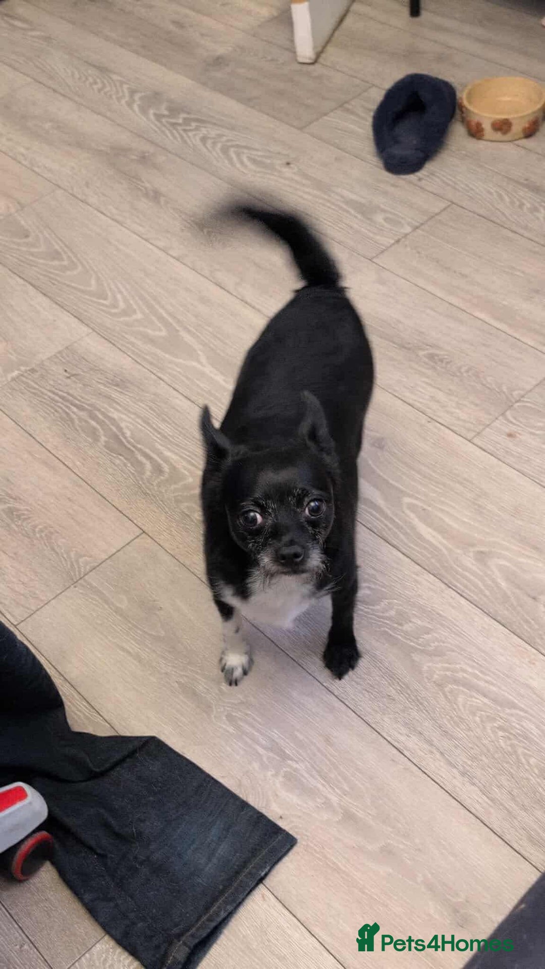 Mixed Breed dogs for sale: 4/5 year old Chihuahua x terrier mix - Advert 2