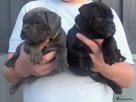 Staffordshire Bull Terrier dogs - Advert 7