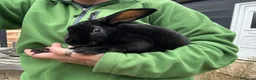Rex rabbits for sale: Beautiful Baby Rex Bunnies 11 Weeks old  - Advert 7