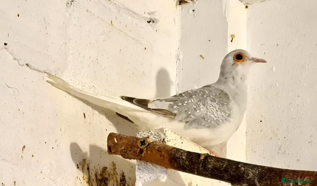 Finches birds for sale: Rosa bourkes parakeet, diamond doves, zebra finch - Advert 12
