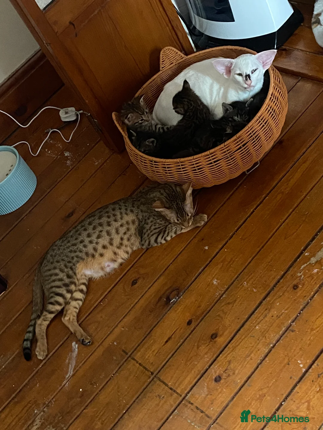 Mixed Breed cats for sale: Savannah X Maine Coon kittens - Advert 3