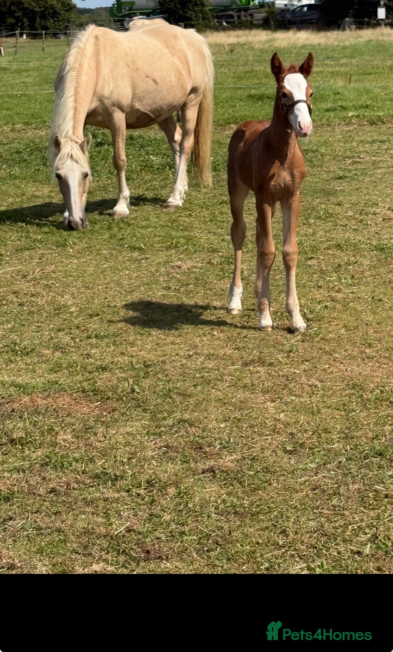 Welsh Section D horses Mare and foal  - Advert 1