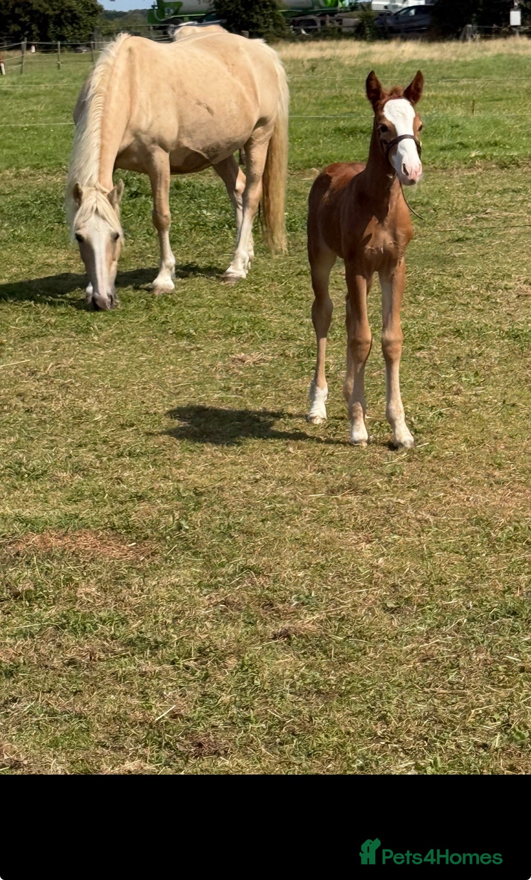 Welsh Section D horses for sale: Mare and foal  - Advert 1