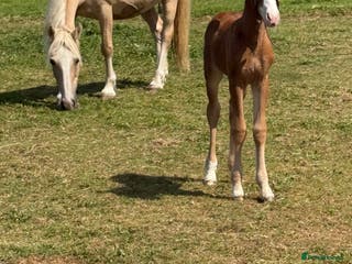 Welsh Section D horses Mare and foal - Advert 5