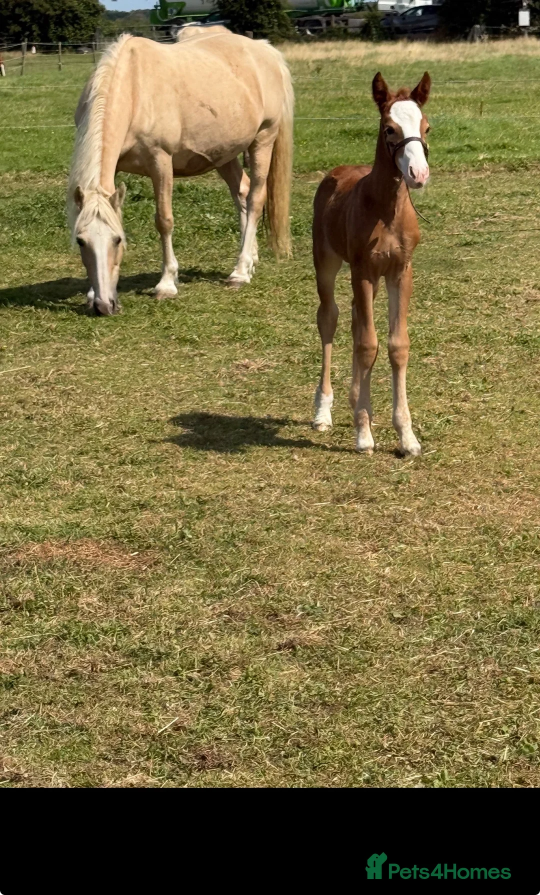 Welsh Section D horses for sale: Mare and foal  - Advert 1