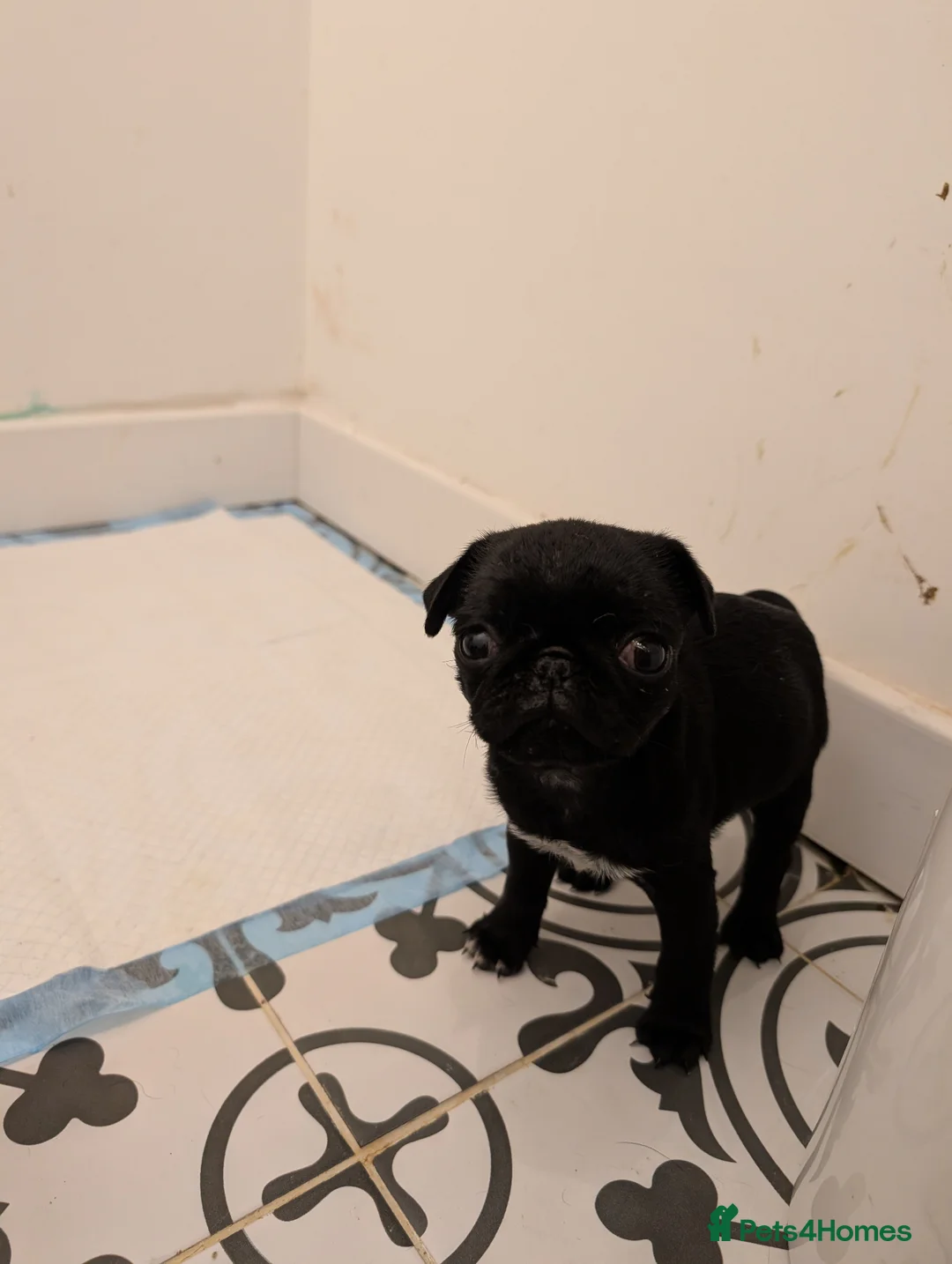 Pug dogs for sale: Flash and Winston - Advert 2