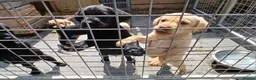Labrador Retriever dogs for sale: Ikc pedigree Labrador Retriever  - Advert 8