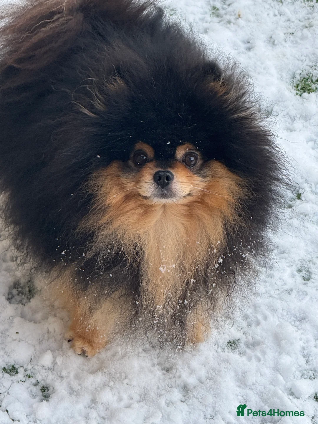 Pomeranian dogs for stud: Black and Tan super coat boy for stud - Advert 2