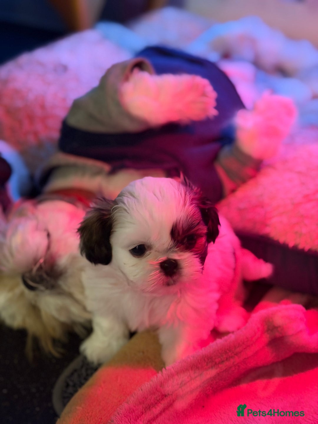 Shih Tzu dogs for sale: Shih Tzu puppies - Advert 4
