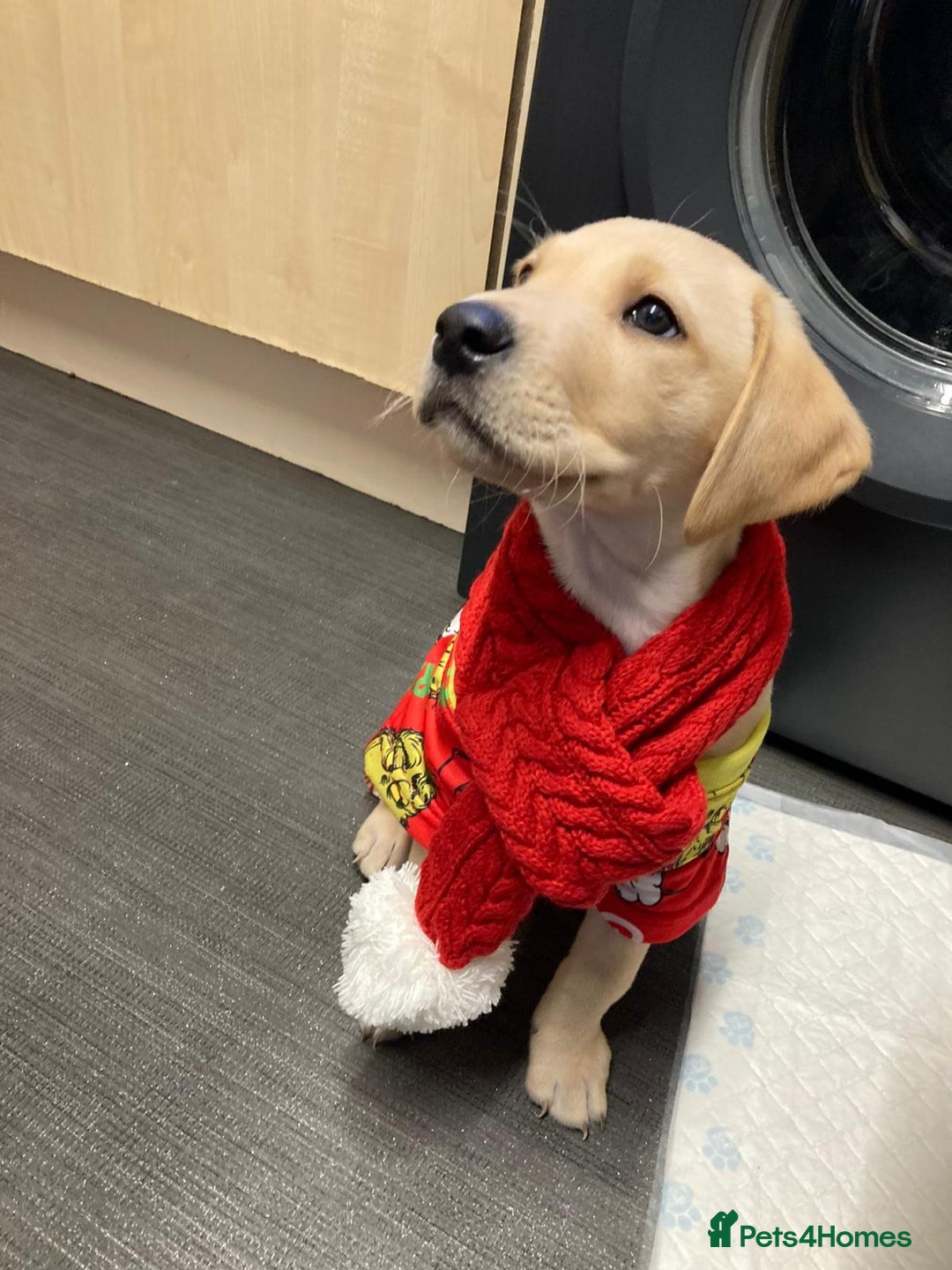 Labrador Retriever dogs for sale: KC Registered Labrador Puppy – 13 Weeks Old - Advert 1