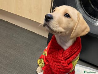 Labrador Retriever dogs KC Registered Labrador Puppy – 13 Weeks Old - Advert 3