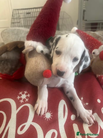 Dalmatian dogs - Advert 4