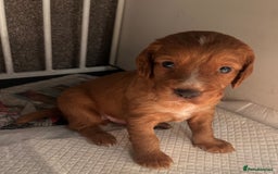 Cocker Spaniel dogs for sale: Working Cocker Spaniel  - Image 9