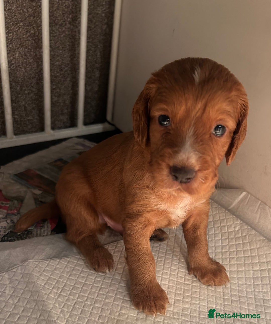 Cocker Spaniel dogs for sale: Working Cocker Spaniel  - Image 9