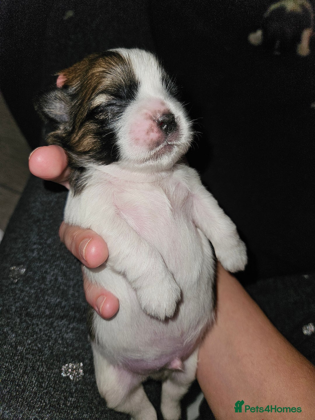 Shih Tzu dogs for sale: Beautiful shihtzu puppies  - Advert 13