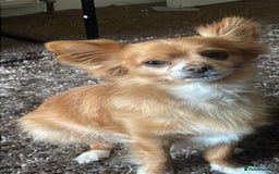 Chihuahua dogs for sale: Chihuahua dog age 6 years old  - Image 7