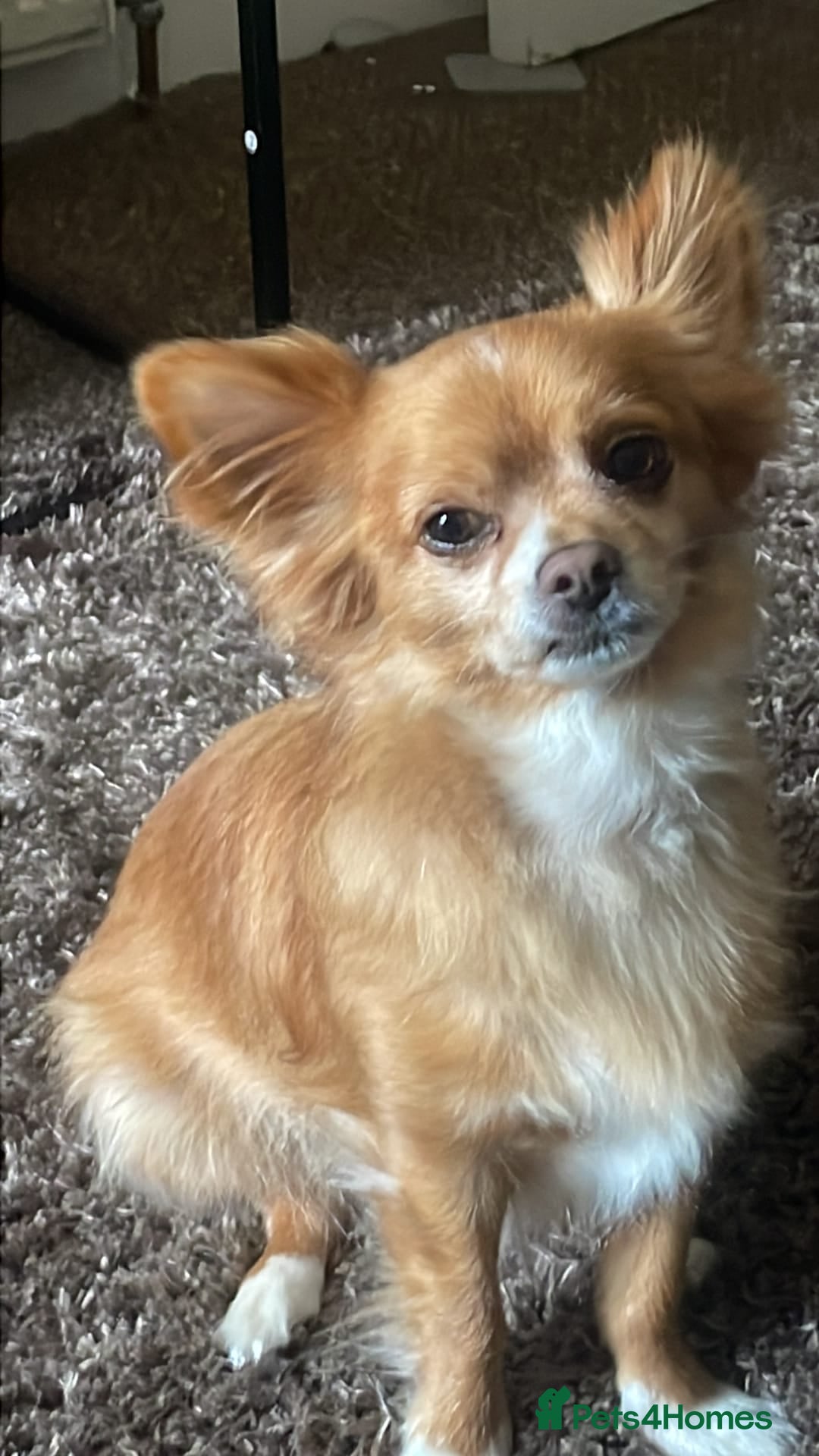 Chihuahua dogs for sale: Chihuahua dog age 6 years old  - Image 7