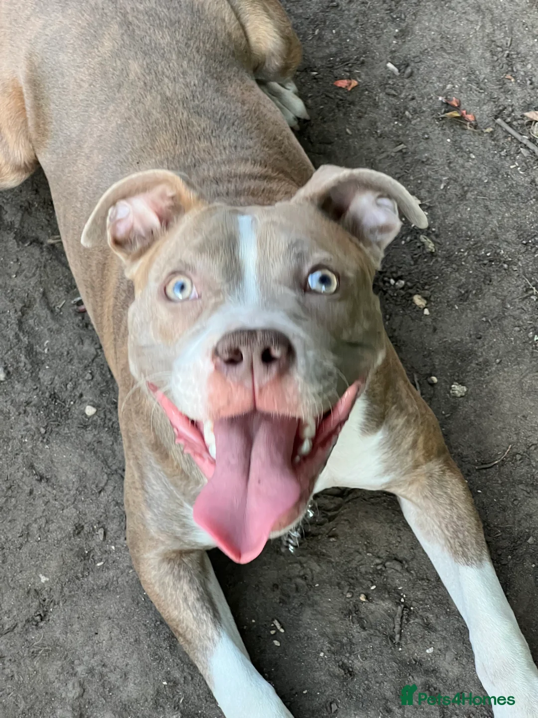 Mixed Breed dogs for sale: Staff x Johnson’s American  - Advert 6