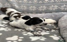 Sprocker dogs for sale: Extensively Health Tested Puppies - Image 19