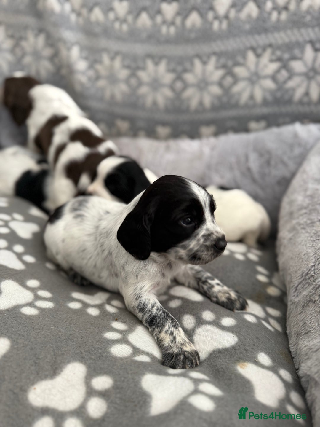 Sprocker dogs for sale: Extensively Health Tested Puppies - Image 19