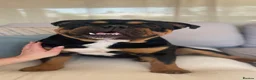 English Bulldog dogs for stud: Black & tan english Pedigree Stud dog in Knutsford - Advert 4