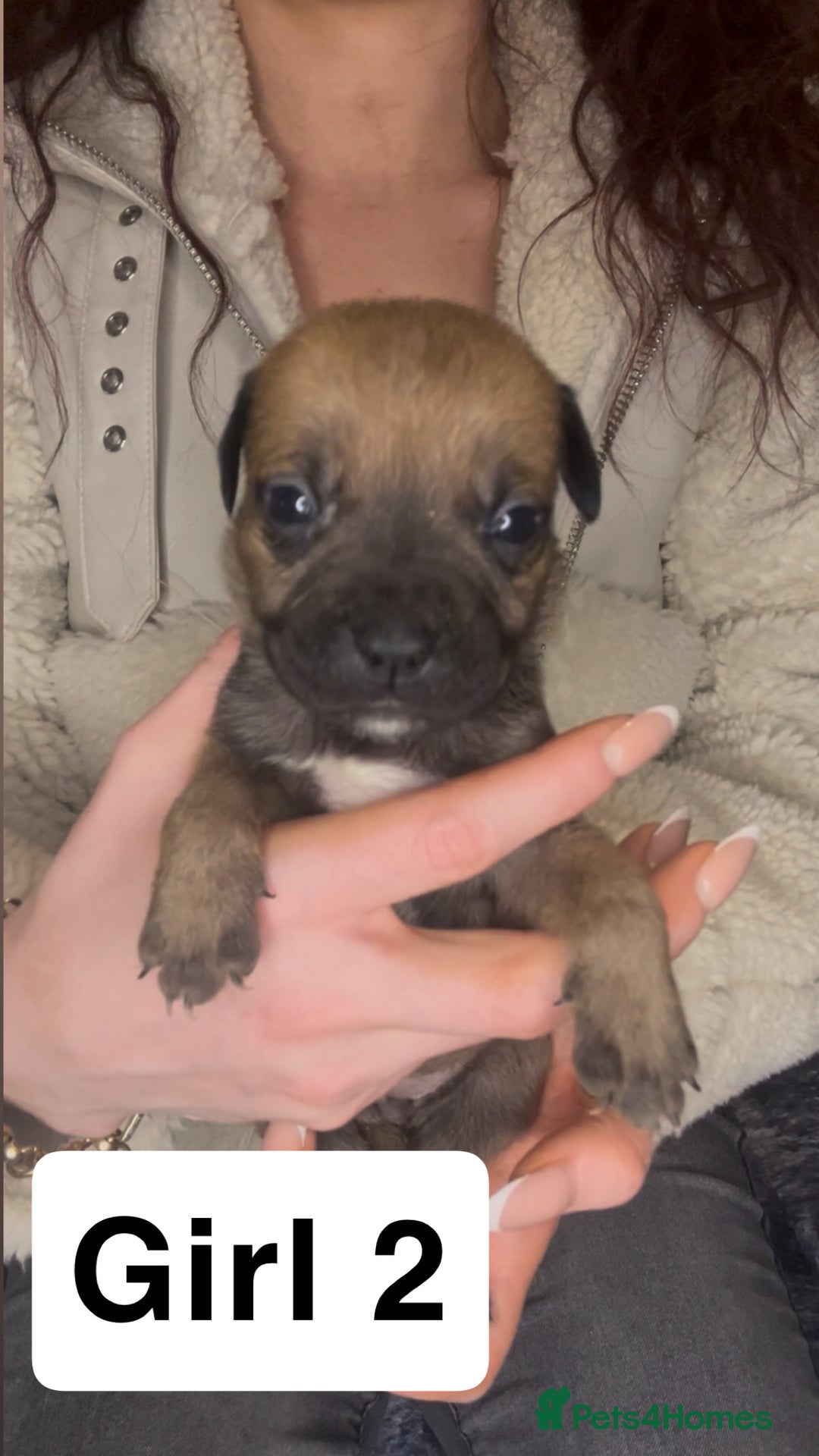 Mixed Breed dogs for sale: Mastiff puppies - Image 11