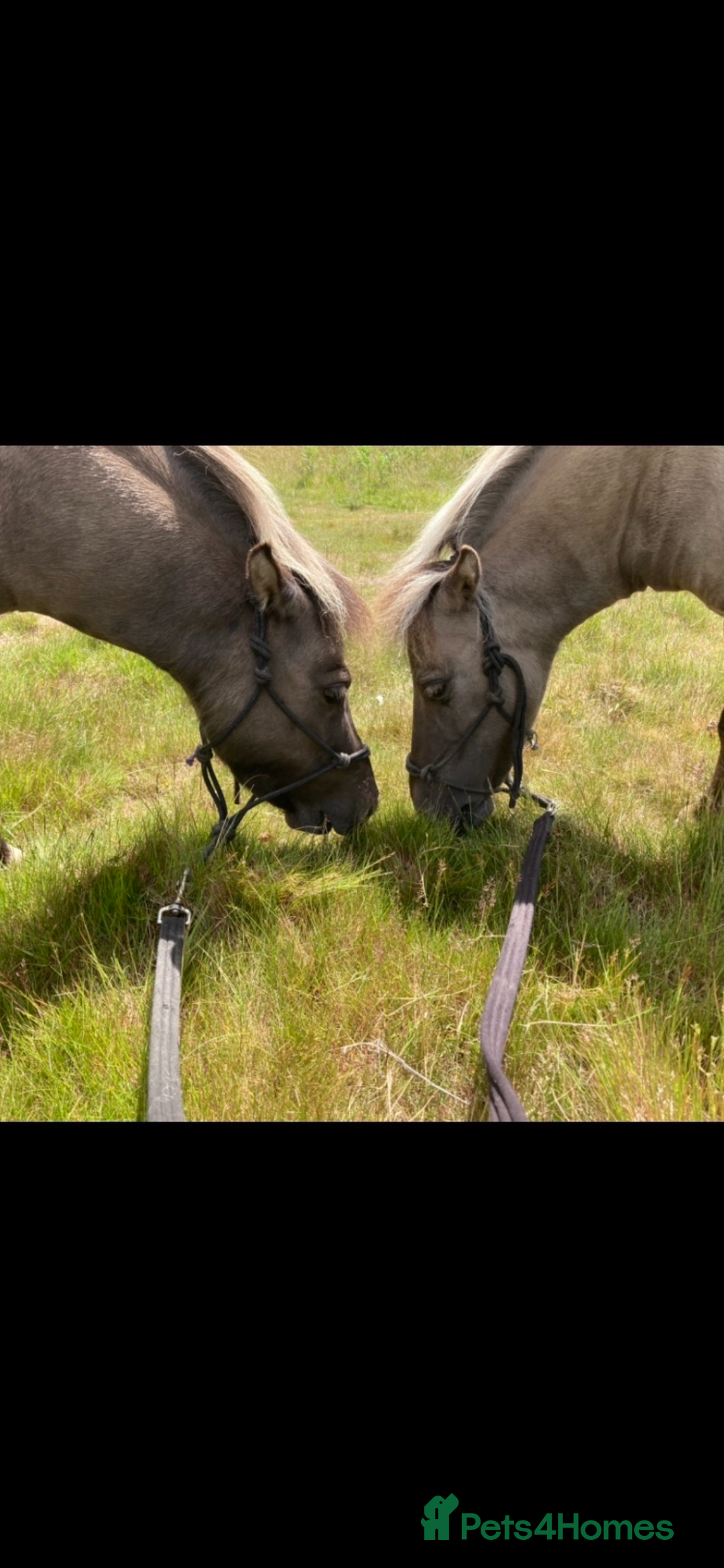Miniature horses for sale: American Miniatures - Image 7
