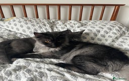 Maine Coon cats for sale: Now sold. TICA black smoke boy looking for a home - Image 5