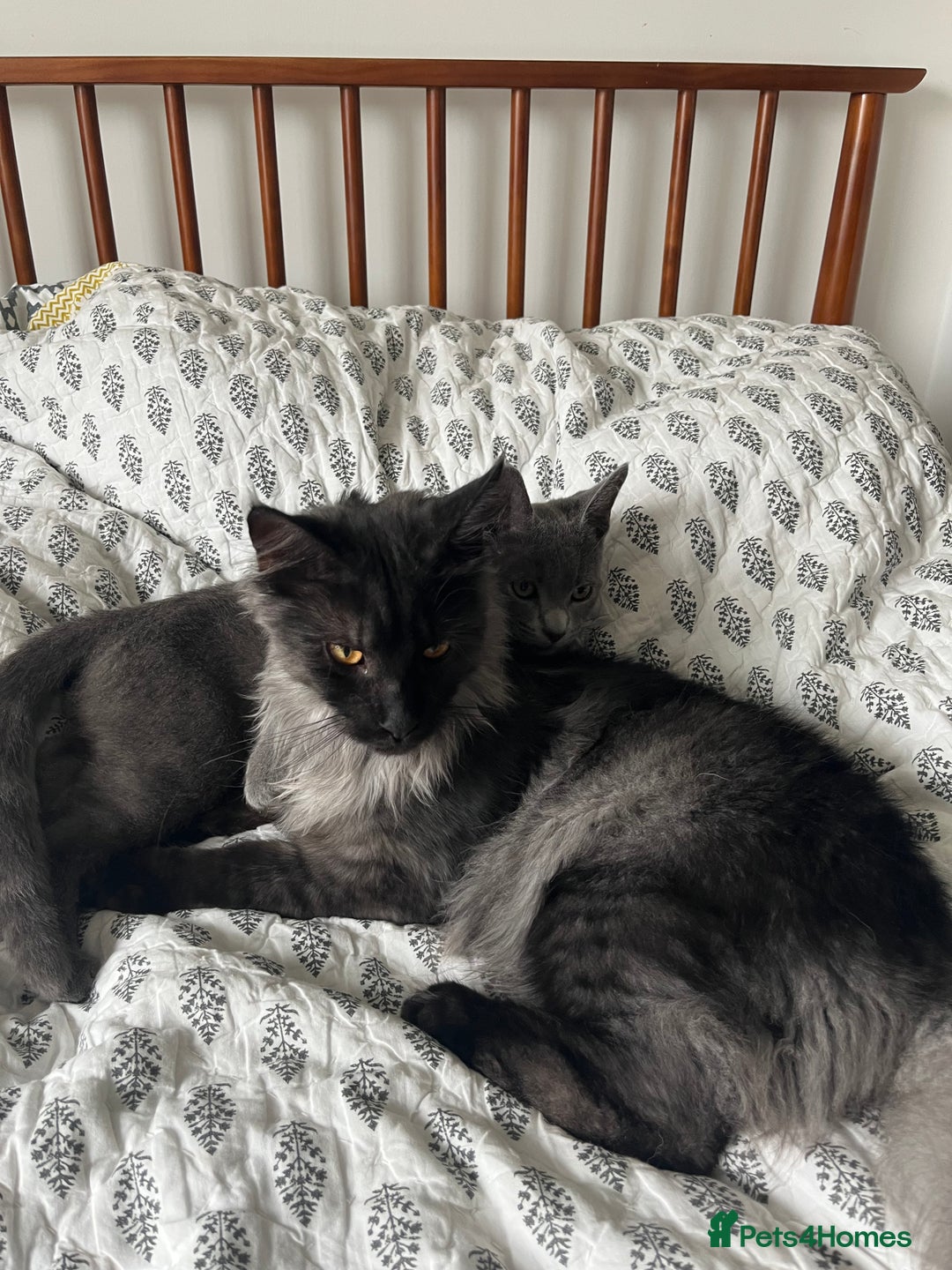 Maine Coon cats for sale: Now sold. TICA black smoke boy looking for a home - Image 5