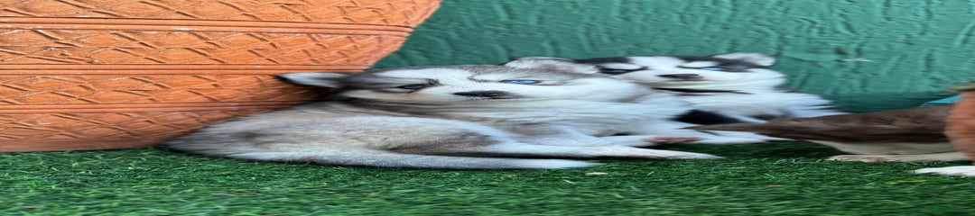 Siberian Husky Puppy 4