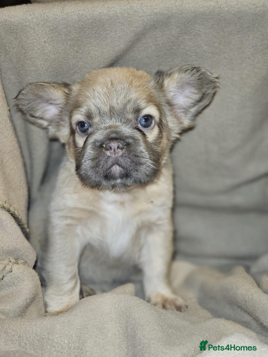French Bulldog dogs for sale: KC French bulldogs READY FOR THEIR FOREVER HOME 💙 - Advert 27