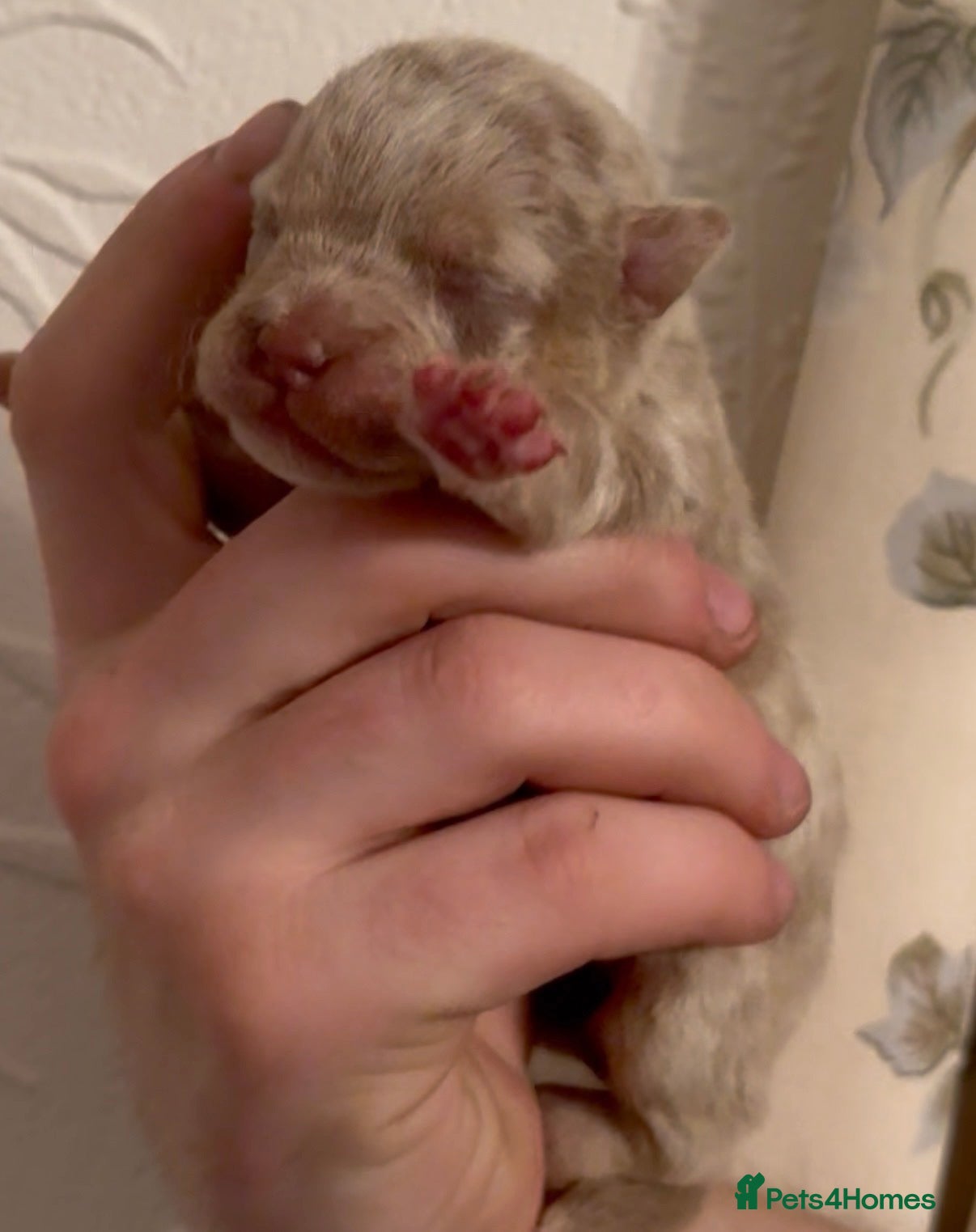 Olde English Bulldogge dogs 7 old tyme puppies available  - Advert 7