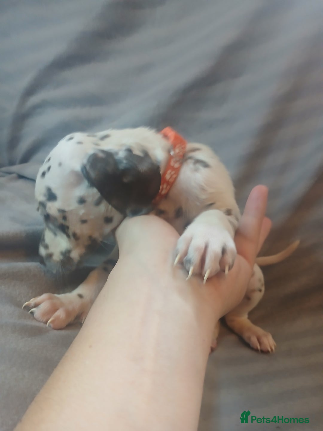 Dalmatian dogs for sale: Dalmatian Ready to home 1×girl 1× boy(£550)) - Image 13