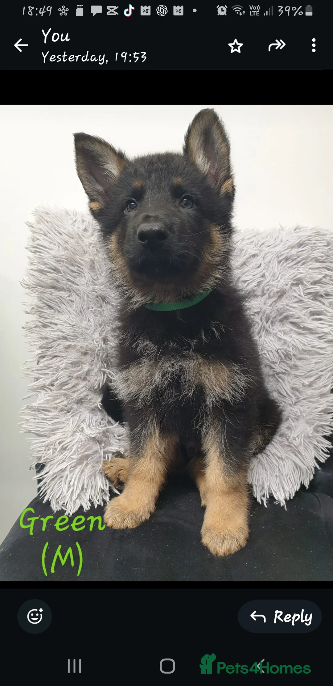 German Shepherd dogs for sale: Rare Blue German Shepherd Puppies Blue,Grey & Gold - Advert 8