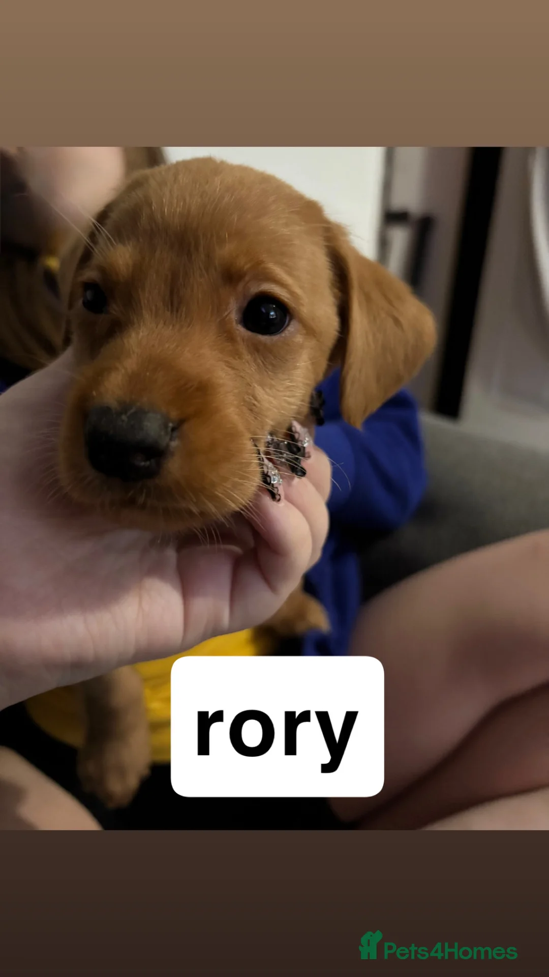 Labrador Retriever dogs for sale: Fox Red Labradors - Advert 2