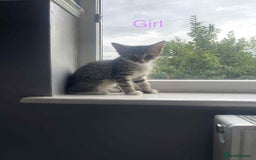Bengal cats for sale: Kittens for sale - Image 5