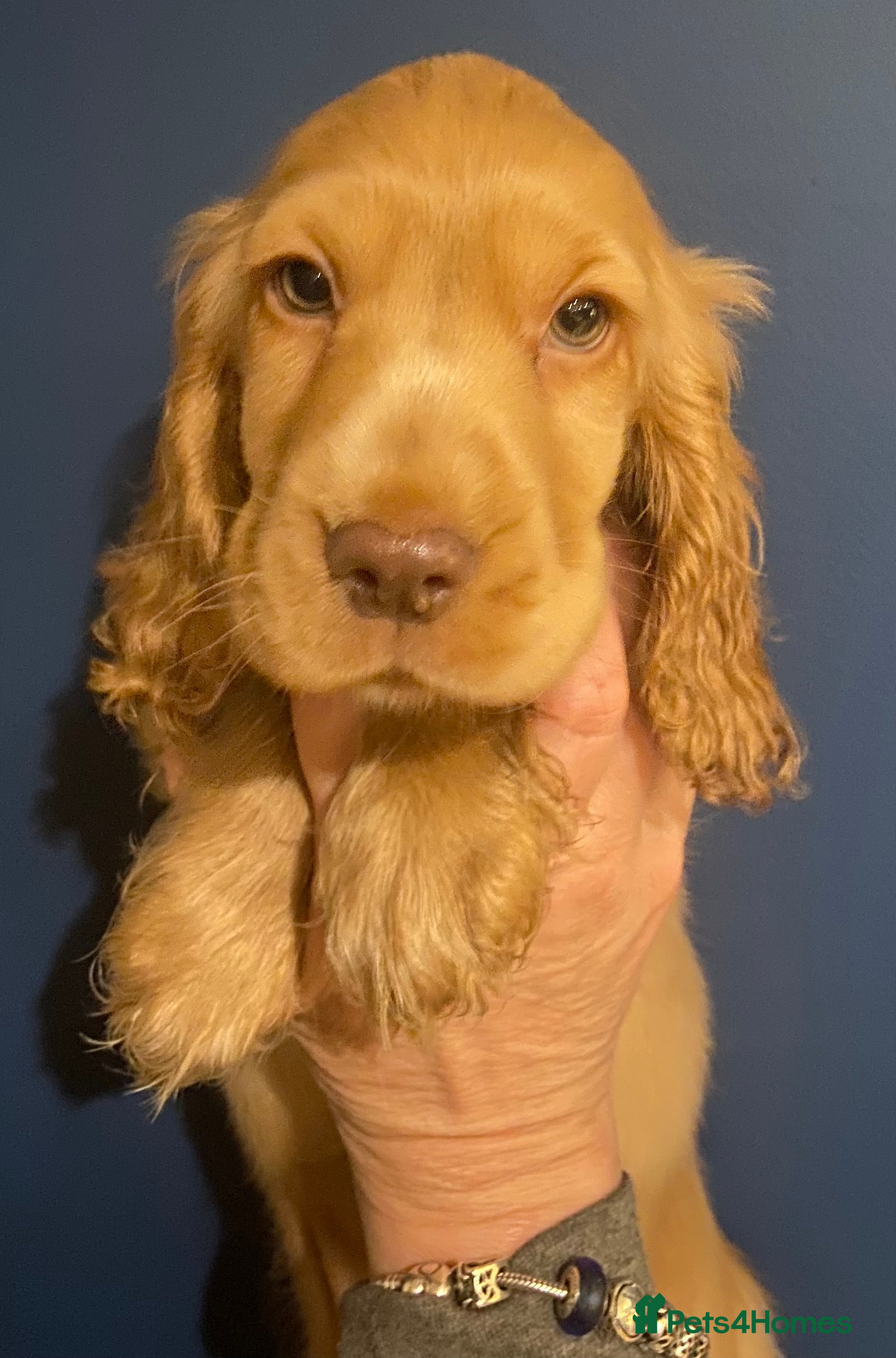 Cocker Spaniel dogs Stunning KC Show Cocker Spaniels - Advert 1