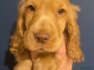 Cocker Spaniel dogs Stunning KC Show Cocker Spaniels - Advert 3